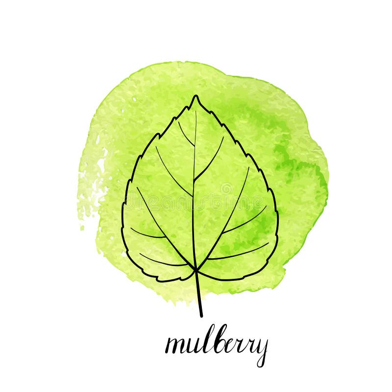 Mulberry abstract tree Royalty Free Vector Image