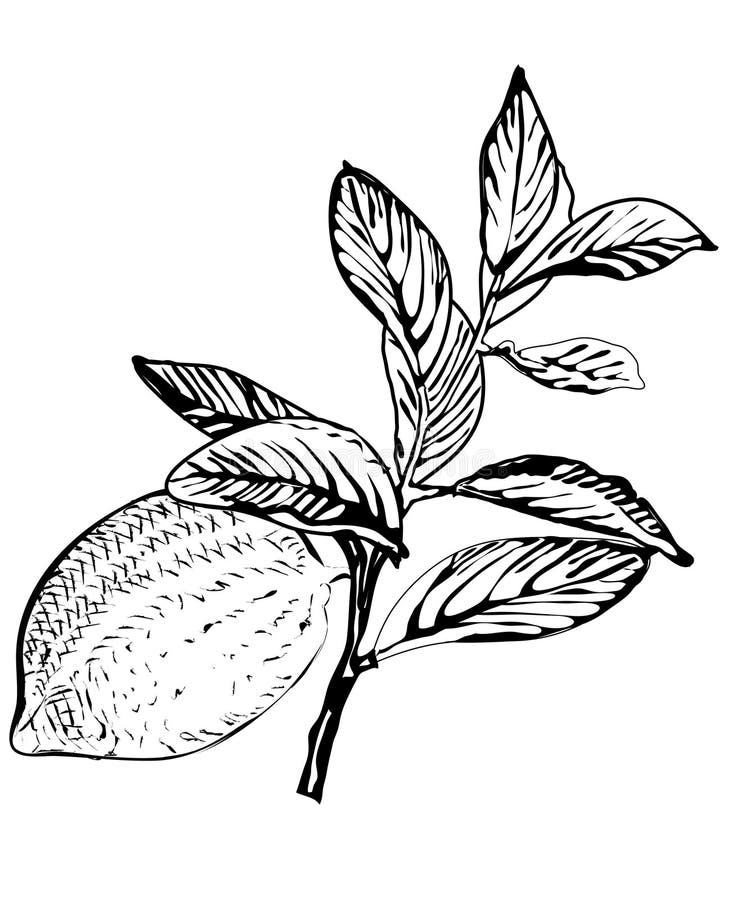 Vector lemon tree branch stock vector. Illustration of fresh - 4849764