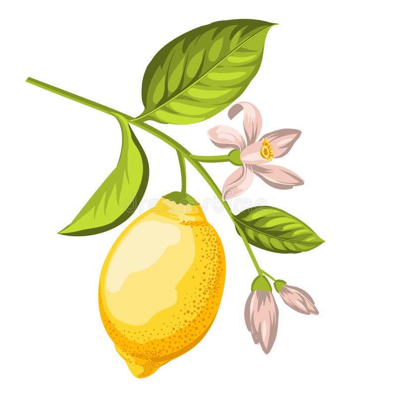 Vector Lemones Branch on White Background. Stock Vector - Illustration ...