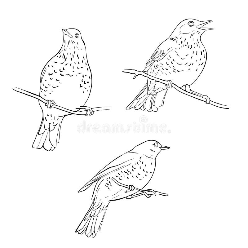 HOW TO DRAW A BIRD SITTING ON A BRANCH OF TREE - YouTube