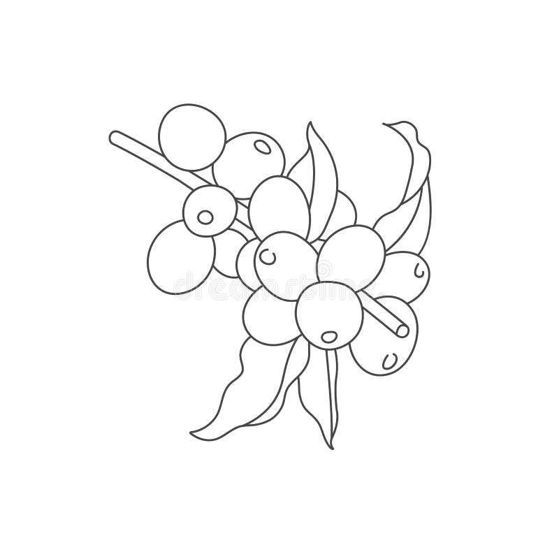 Vector Line Illustration of Coffee Tree Branch. Coffee Plant with Beans