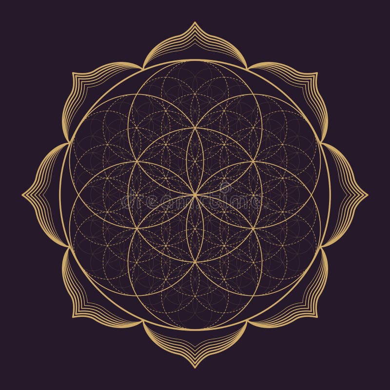 Vector gold monochrome design abstract mandala sacred geometry illustration Seed Flower of life lotus isolated dark brown background. Vector gold monochrome design abstract mandala sacred geometry illustration Seed Flower of life lotus isolated dark brown background
