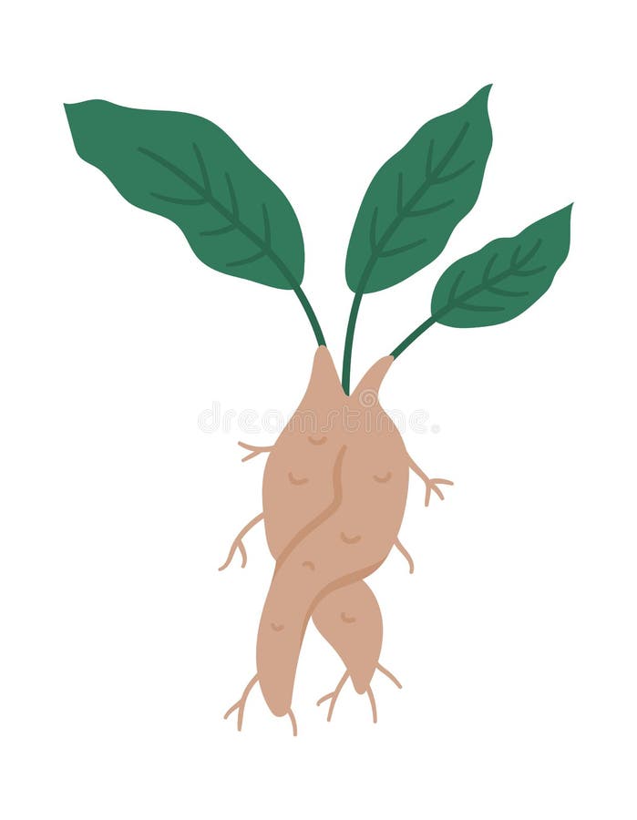 Clip Art Mandrake Root Gráfico por MARYCRAFTIRIA · Creative Fabrica