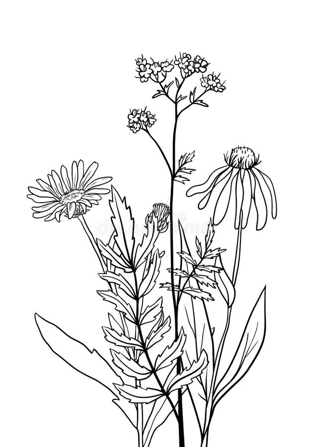Ink Drawing Plant of Celandine Stock Vector - Illustration of meadow ...
