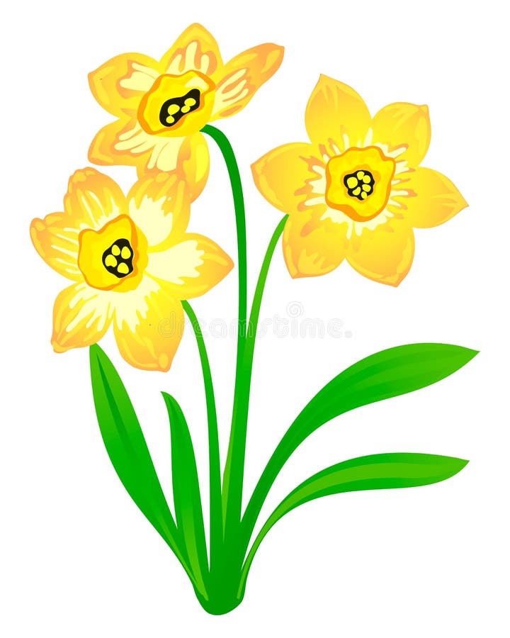 Vector narcissus, isolated on white
