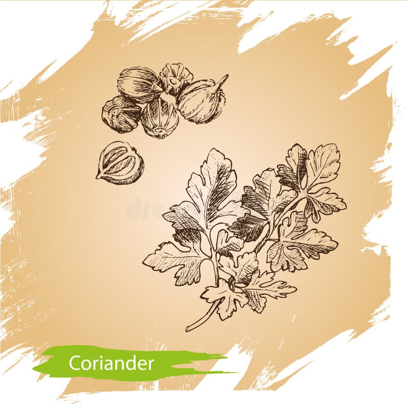 Vector background, sketch the herbs and spice. Illustration of coriander. food card. Vector background, sketch the herbs and spice. Illustration of coriander. food card