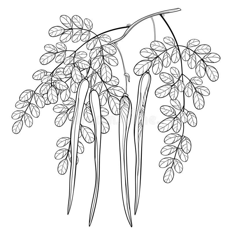 Vector o ramo com a árvore da moringa oleifera ou do pilão ou do armorácio do esboço Grupo de vagens de Moringa e da folha orname ilustração stock Vector o ramo com a árvore da moringa oleifera ou do pilão ou do armorácio do esboço Grupo de vagens de Moringa e da folha orname ilustração stock