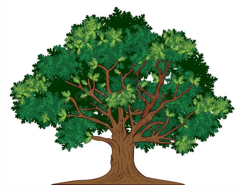 Illustrazione vettoriale di un vecchio verde albero di quercia.