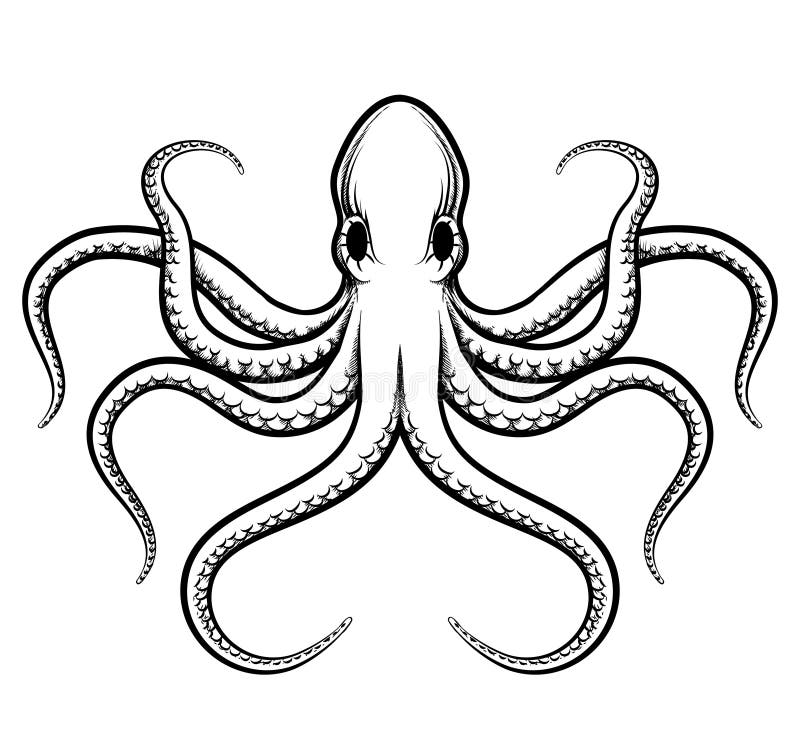 Vector octopus illustration