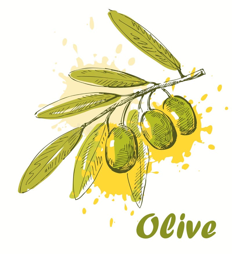 Olive Vectors & Illustrations for Free Download