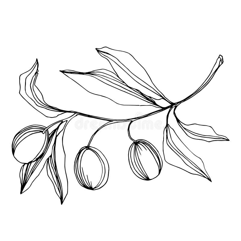 Vector Olive Branch with Fruit. Black and White Engraved Ink Art ...