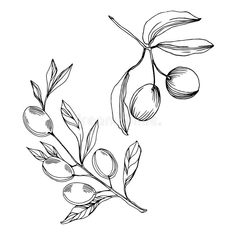 Vector Olive Branch with Fruit. Black and White Engraved Ink Art ...