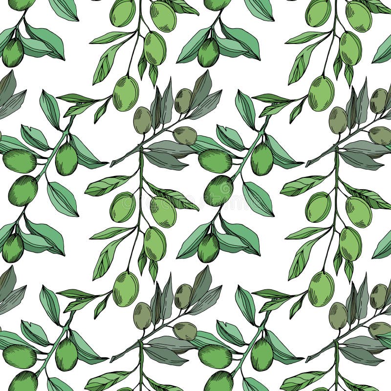 Vector Olive Branch With Fruit. Black And White Engraved Ink Art