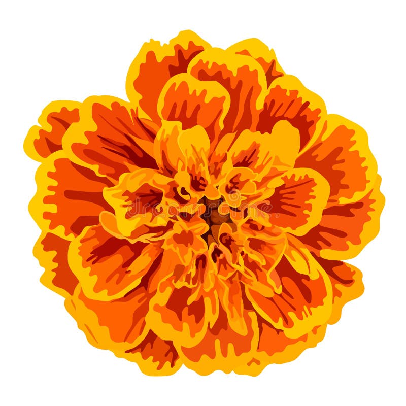 Featured image of post Marigold Flower Clipart Download marigold images and photos