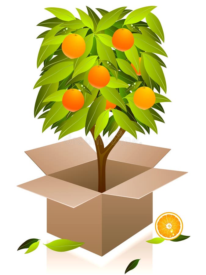 Vector orange tree.