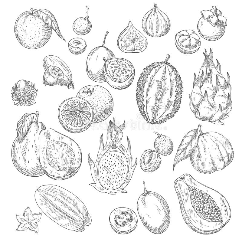 Exotic fruits sketch of papaya andmango, figs and avocado, passionfruit maracuya and carambola, durian and guava or feijoa, lichee, mangosteen or rambutan. Vector whole and cut slice fruits. Exotic fruits sketch of papaya andmango, figs and avocado, passionfruit maracuya and carambola, durian and guava or feijoa, lichee, mangosteen or rambutan. Vector whole and cut slice fruits