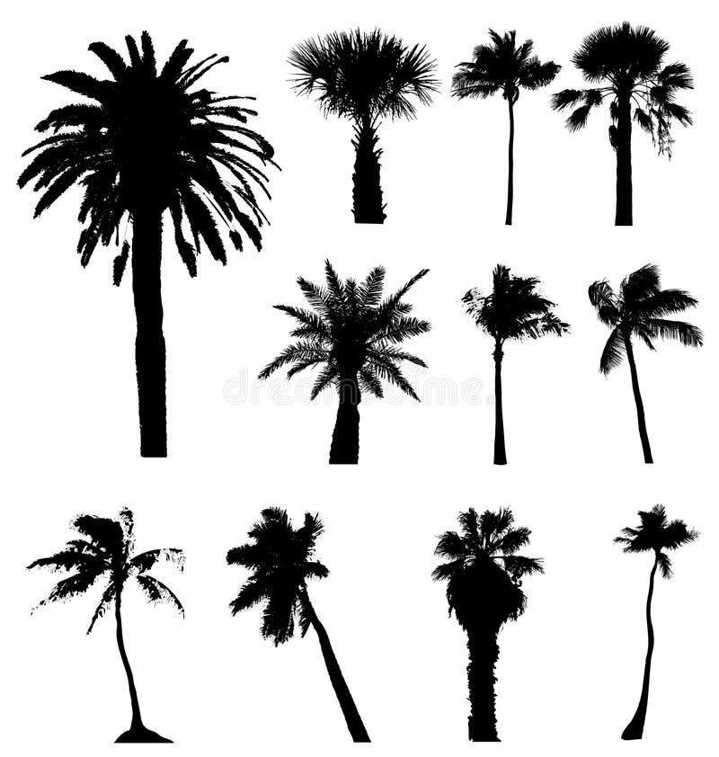 Vector palm trees silhouettes isolated on white background, palms tree palmtree palmtrees silhouette vectors tropical urban leaves