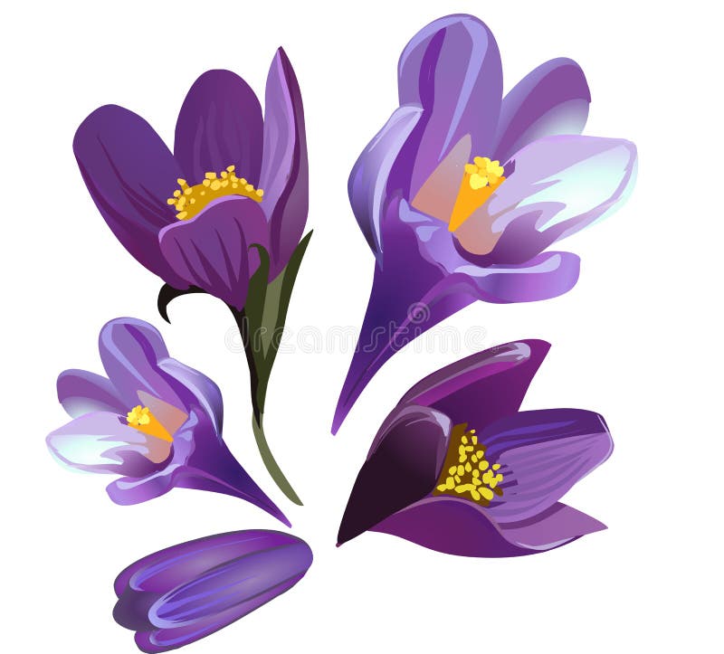 Vector pasque-flower