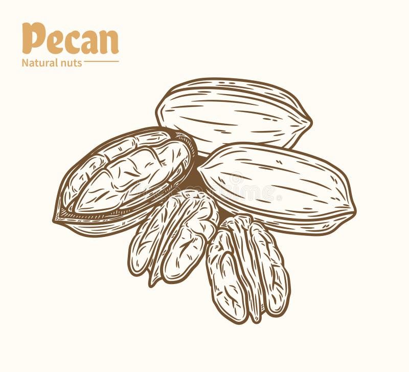Vector Pecan Nut Illustration Stock Vector - Illustration of product
