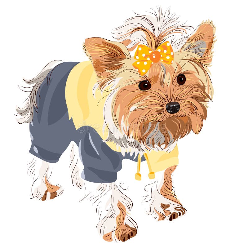 Biewer Terrier Pants Biewer Terrier Pants