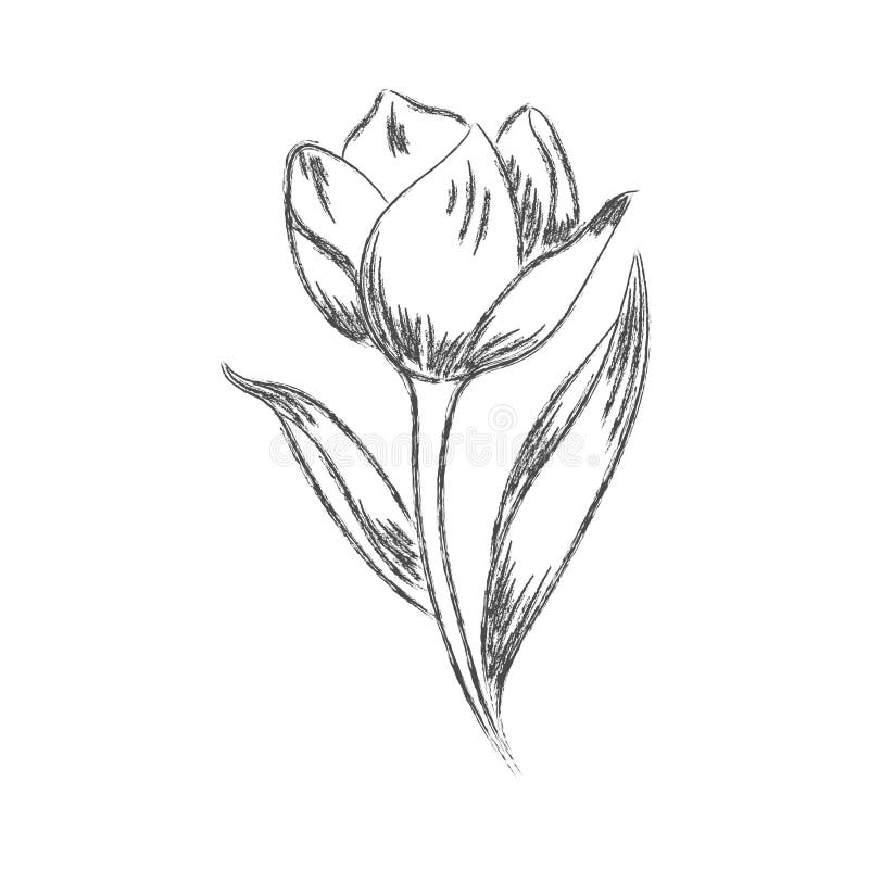 2,782 Flower Pencil Sketch Stock Photos - Free & Royalty-Free Stock Photos  from Dreamstime