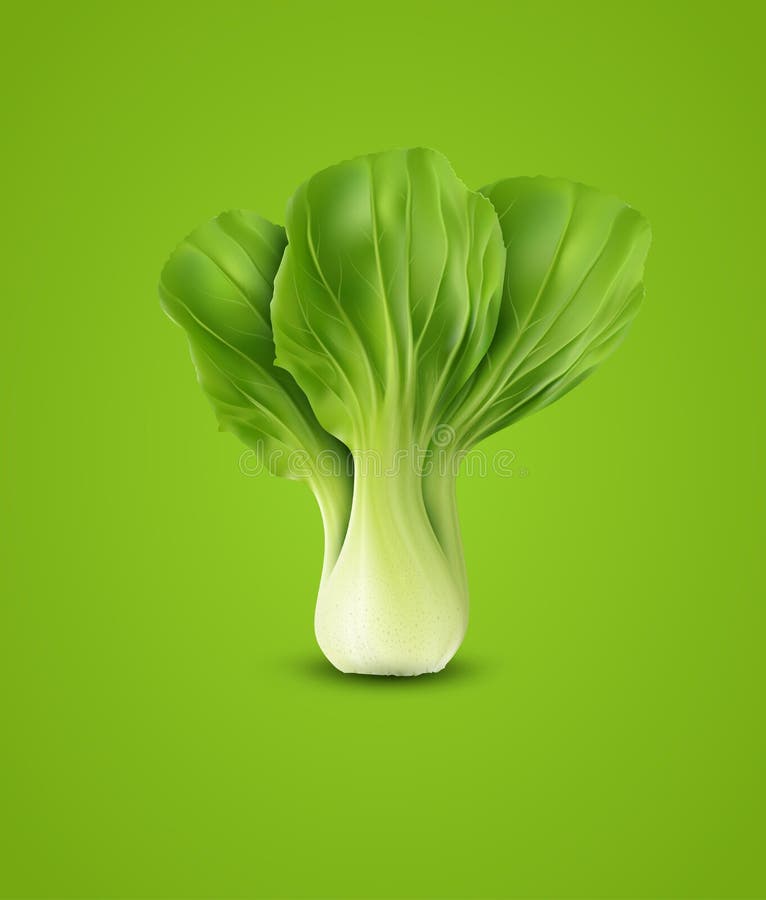 Vector Pok Choy , on green background royalty free illustration Vector Pok Choy , on green background royalty free illustration