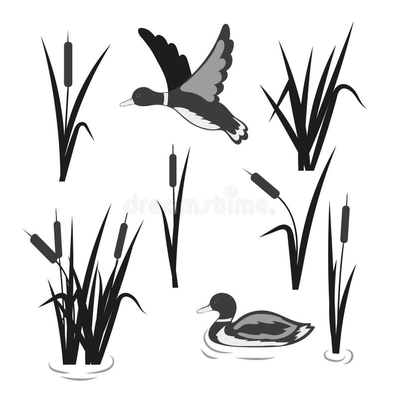 Vector pond set. Reeds and ducks isolated on white