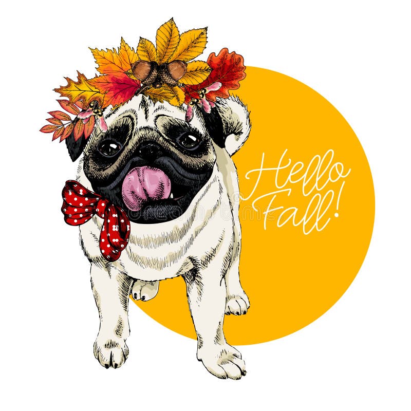 Vector portrait of Pug dog wearing autumn leaves crown. Hello fall illustration. Oak, maple, chestnut, rowen. Hand drawn