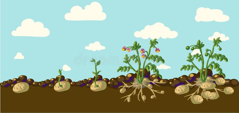 Planting and cultivation of potatoe Royalty Free Vector