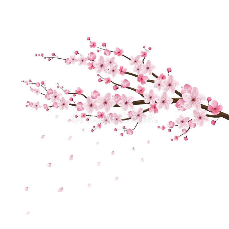 Vector realista de la flor de cerezo, Sakura, Japón stock de ilustración Vector realista de la flor de cerezo, Sakura, Japón stock de ilustración