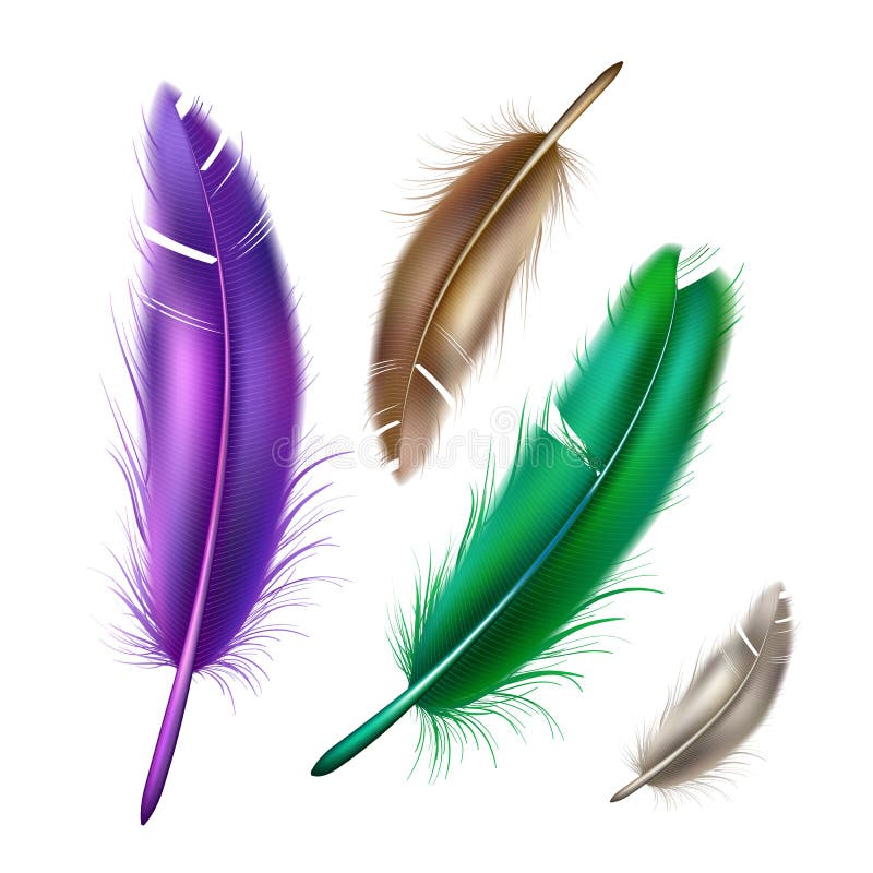Vector realistic peacock peafowl color feather set