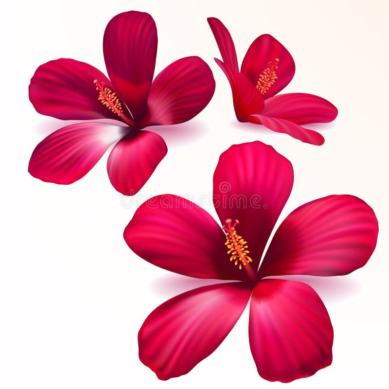 Vector realistic purple flowers stock illustration