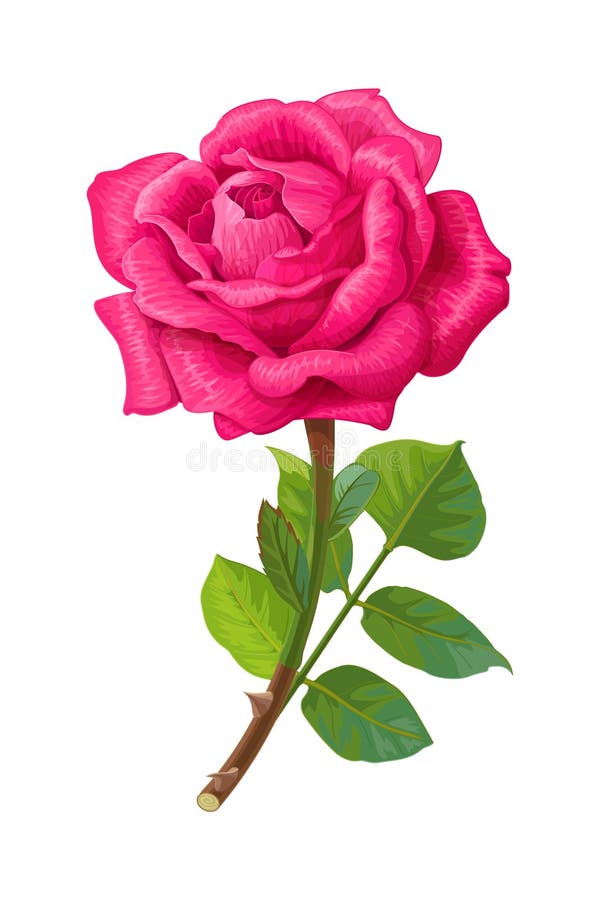 Vector Realistic Rose Flower Art Stock Vector Illustration of