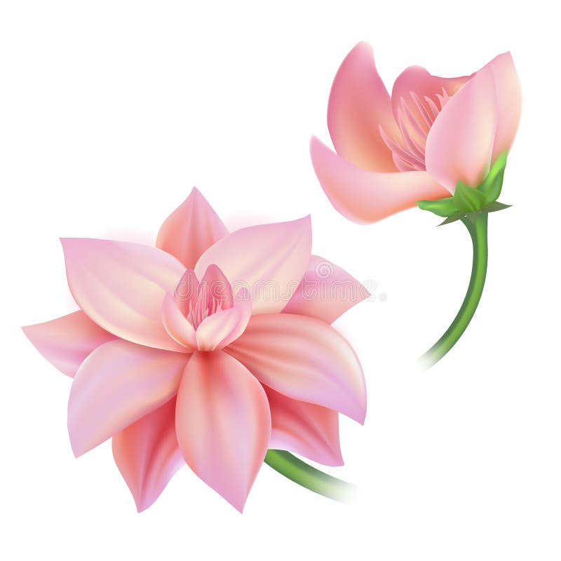 Vector realistische rosa Blume, Kirsche, die eingestellten lotos stock abbildung Vector realistische rosa Blume, Kirsche, die eingestellten lotos stock abbildung