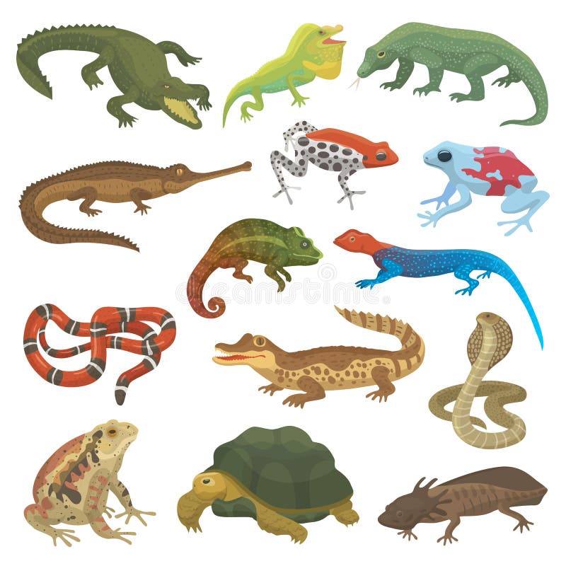 Vector reptile nature lizard animal wildlife wild chameleon, snake, turtle, crocodile illustration of reptilian