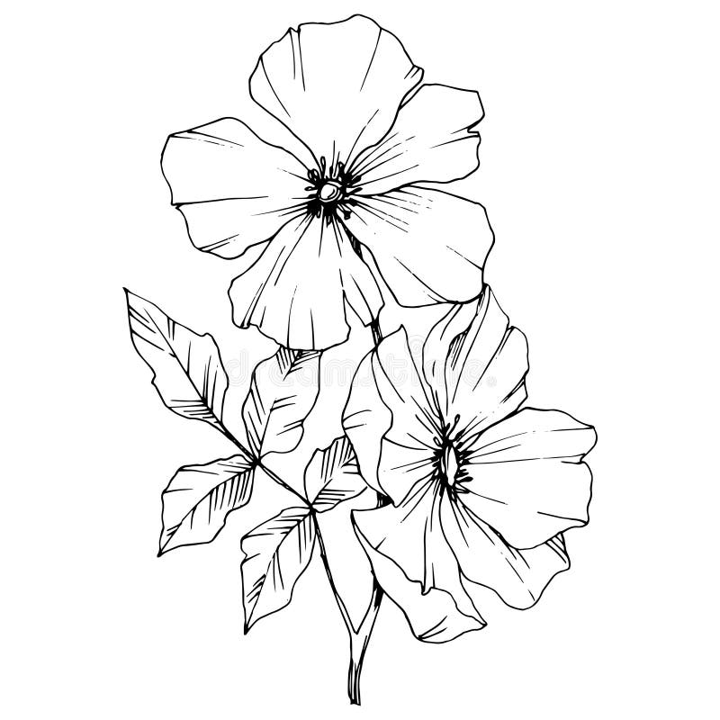 Vector Rosa Canina Flower. Black and White Engraved Ink Art. Isolated ...