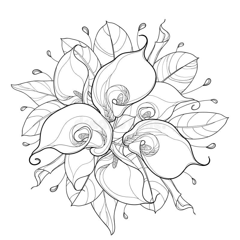 Vector round bouquet of outline Calla lily flower or Zantedeschia, bud and ornate leaf in black isolated on white background. vector illustration