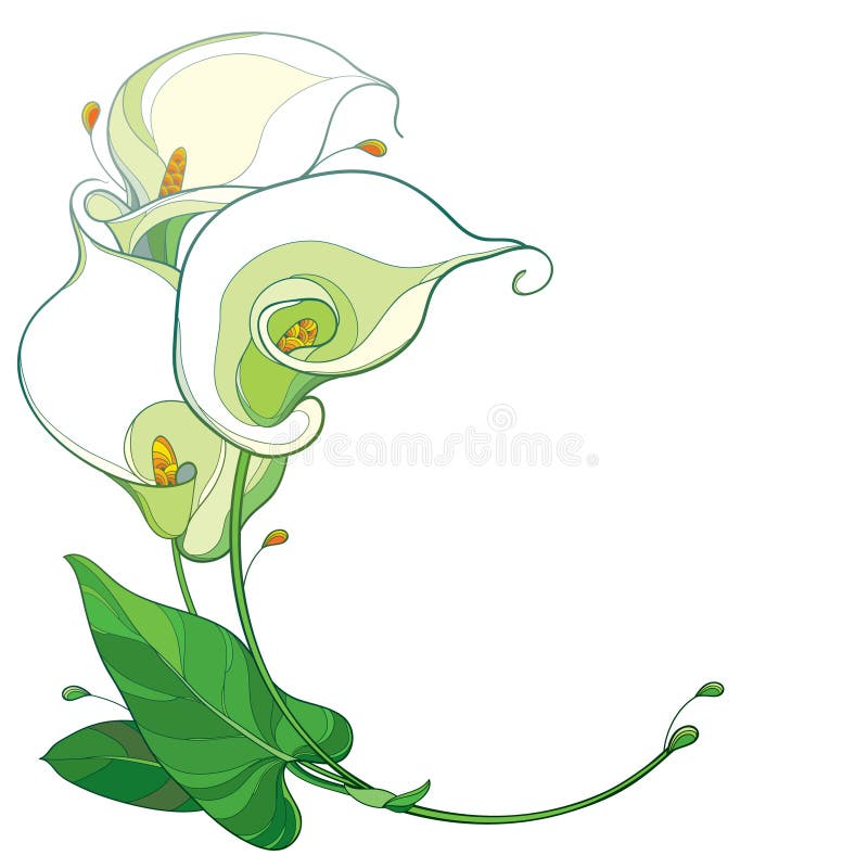 Vector round bouquet of outline Calla lily flower or Zantedeschia in pastel white with ornate green leaf isolated on white.