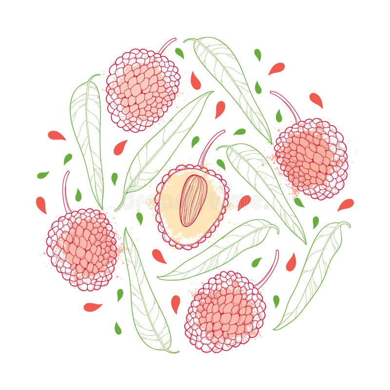 Lychee Vector Illustration. Litchi Line Drawing Royalty Free SVG, Cliparts,  Vectors, and Stock Illustration. Image 125665831.
