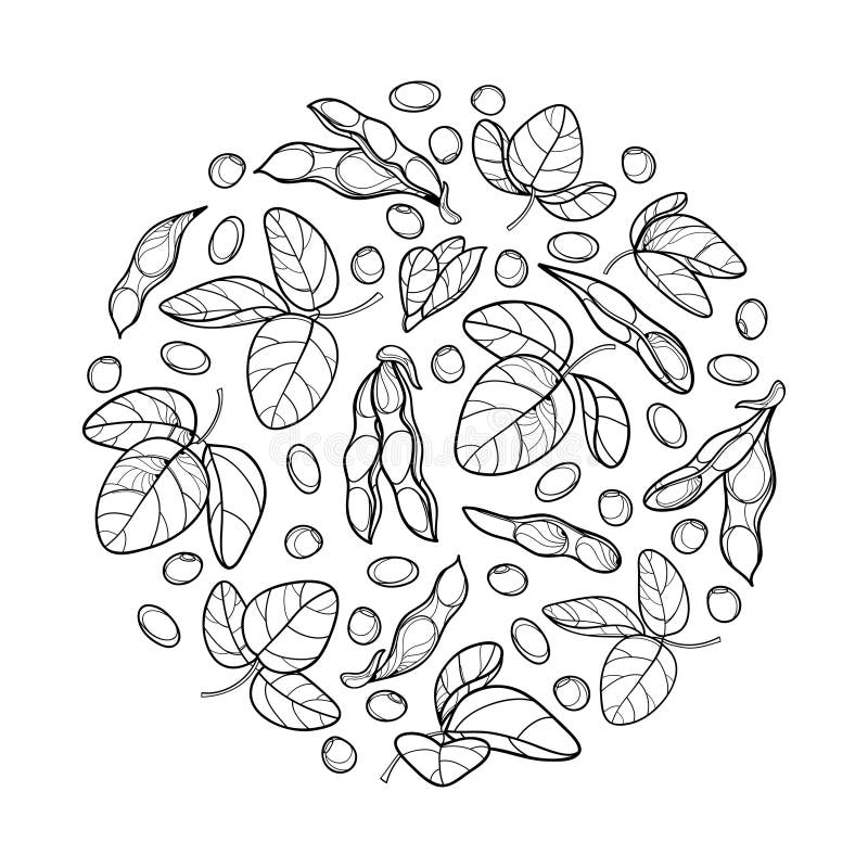 soya bean food plant sketch hand drawn vector - Stock Illustration  [104032480] - PIXTA