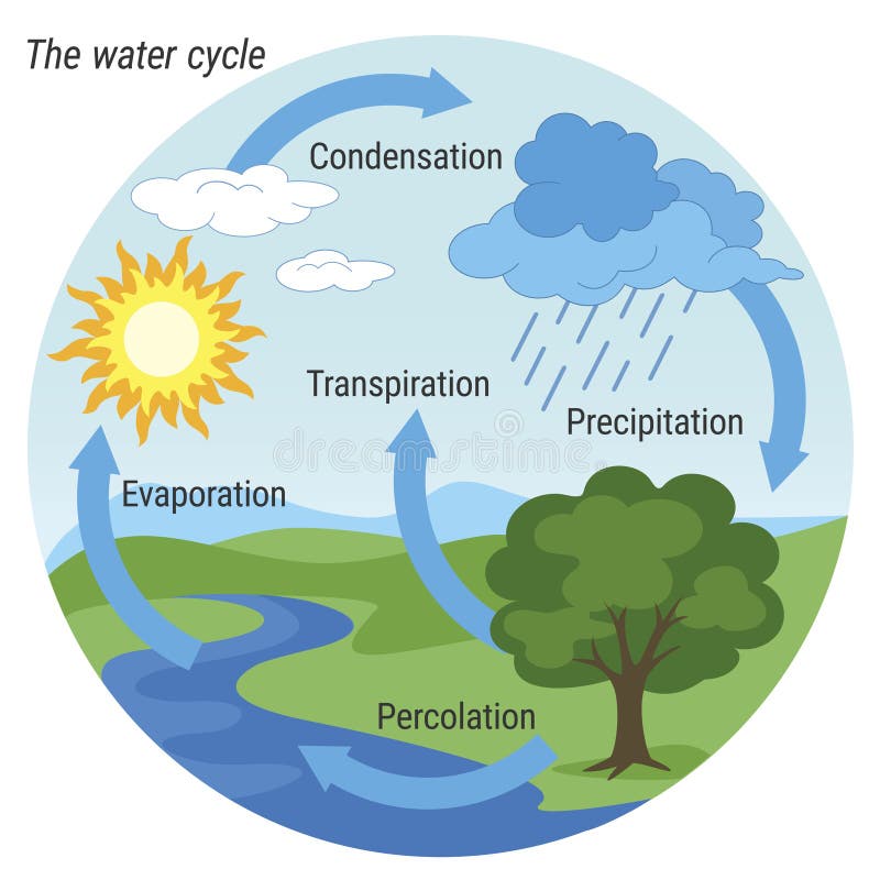 Wonderful water cycles in 5 Red. – Broad Heath Primary School