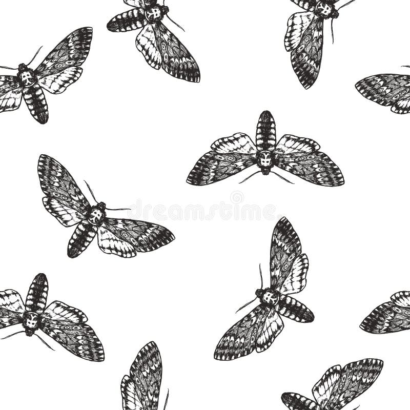 Vector seamless pattern with death head moth in engraving style. Hand drawn texture with butterfly isolated on white. Background