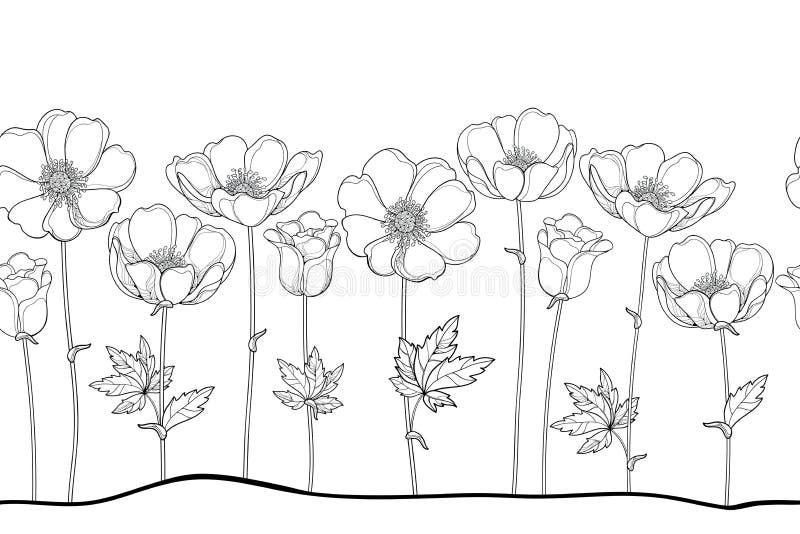 Vector seamless pattern of outline Anemone or Windflower, bud and leaf in black on the white background. Horizontal border. royalty free illustration