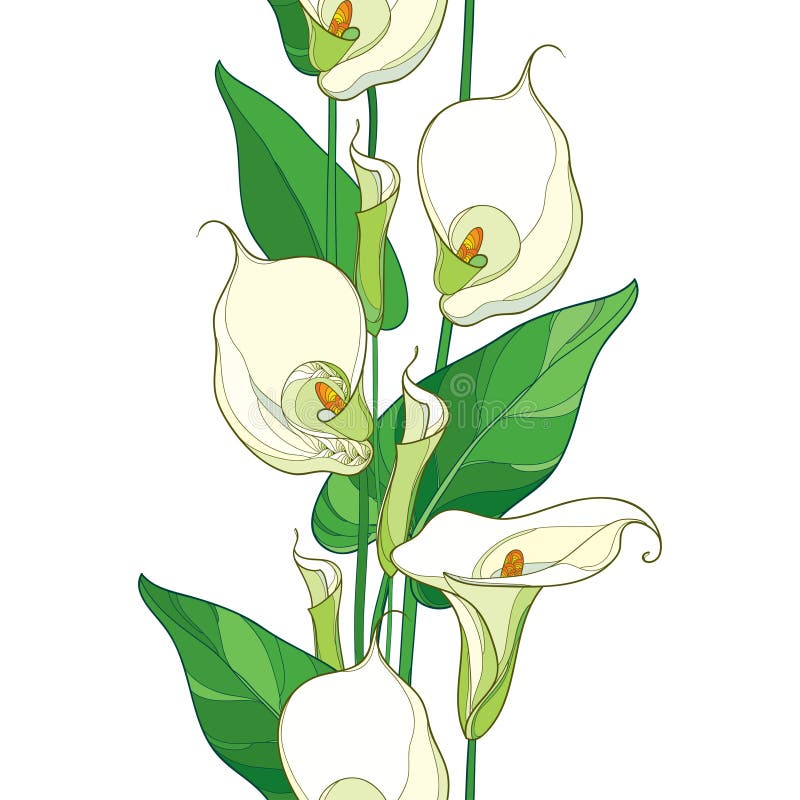 Vector seamless pattern with outline Calla lily flower or Zantedeschia. royalty free illustration
