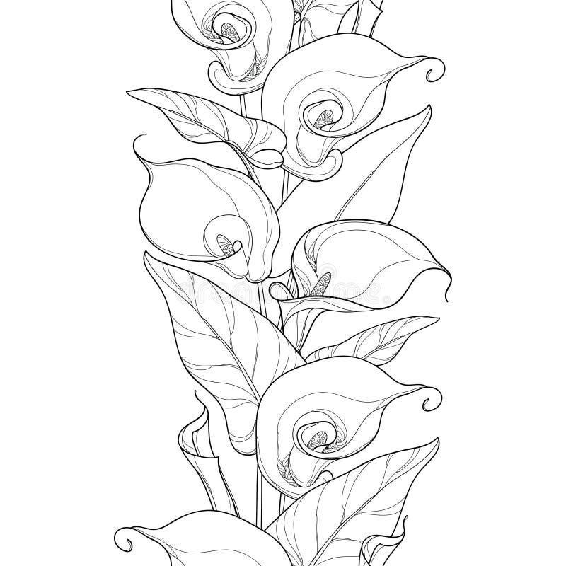 Vector Seamless Pattern with Outline Calla Lily Flower or Zantedeschia