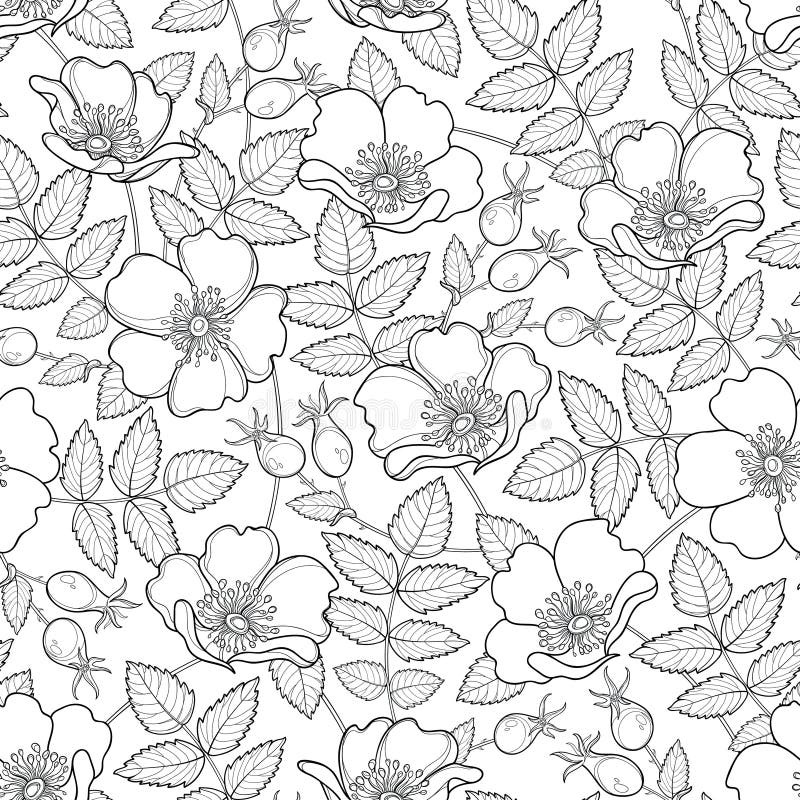 Vector seamless pattern with outline Dog rose or Rosa canina. Flower, hips and leaves on the white background. Rosehip pattern.