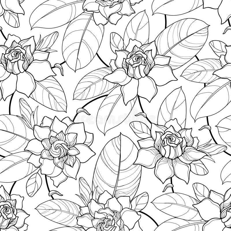 Vector seamless pattern with outline Gardenia. Ornate flower, bud and leaves in black on the white background. vector illustration