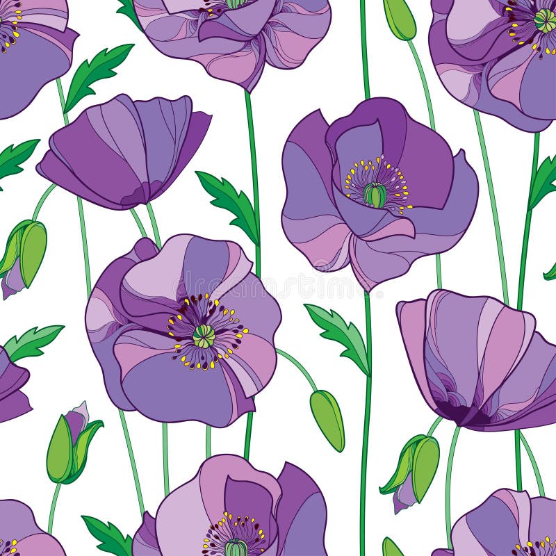Vector seamless pattern with outline lilac Poppy flower, bud and green leaves on the white background. Elegance floral background. vector illustration