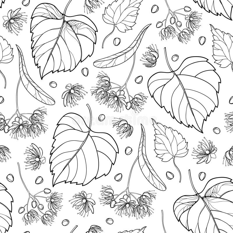 Vector seamless pattern with outline Linden or Tilia or Basswood flower bunch, bract, fruit and ornate leaf in black on the white.