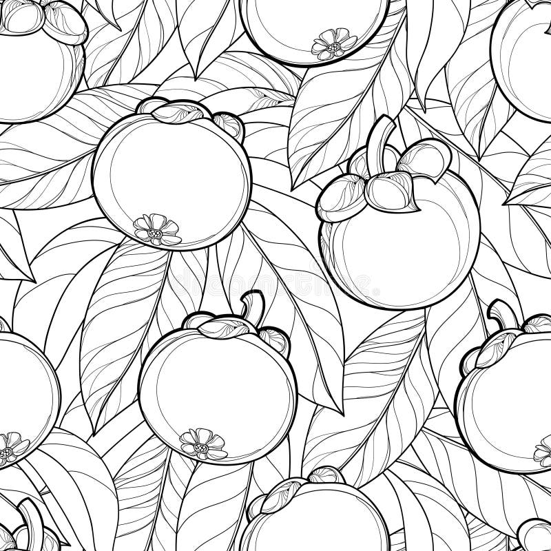 Vector seamless pattern with outline Mangosteen or Garcinia mangosteen fruit and leaf on the white background. Fruit pattern.